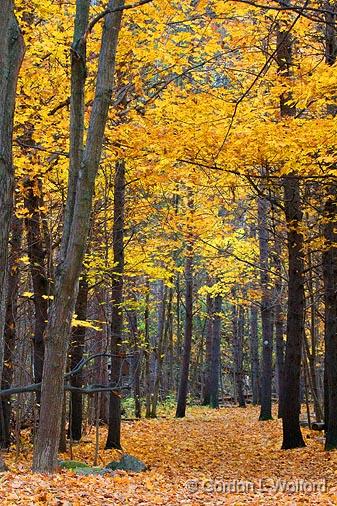 Jack Pine Trail_52003.jpg - Photographed at Ottawa, Ontario - the capital of Canada.